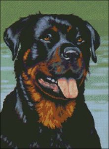 Rottweiler Dog