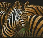 Zebra Grande