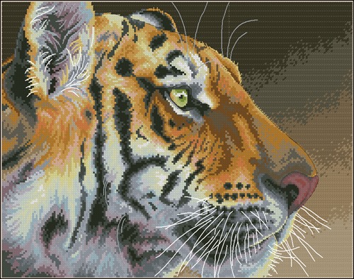 Regal Tiger