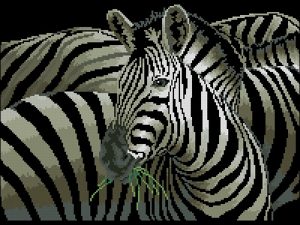 Zebra Grande