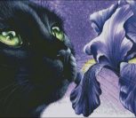 Purple Iris & Black Cat