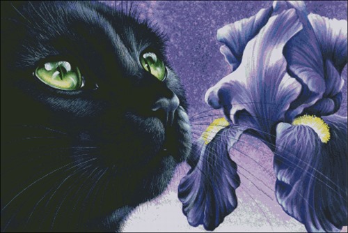 Purple Iris & Black Cat