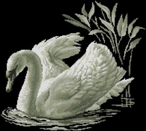 Swan